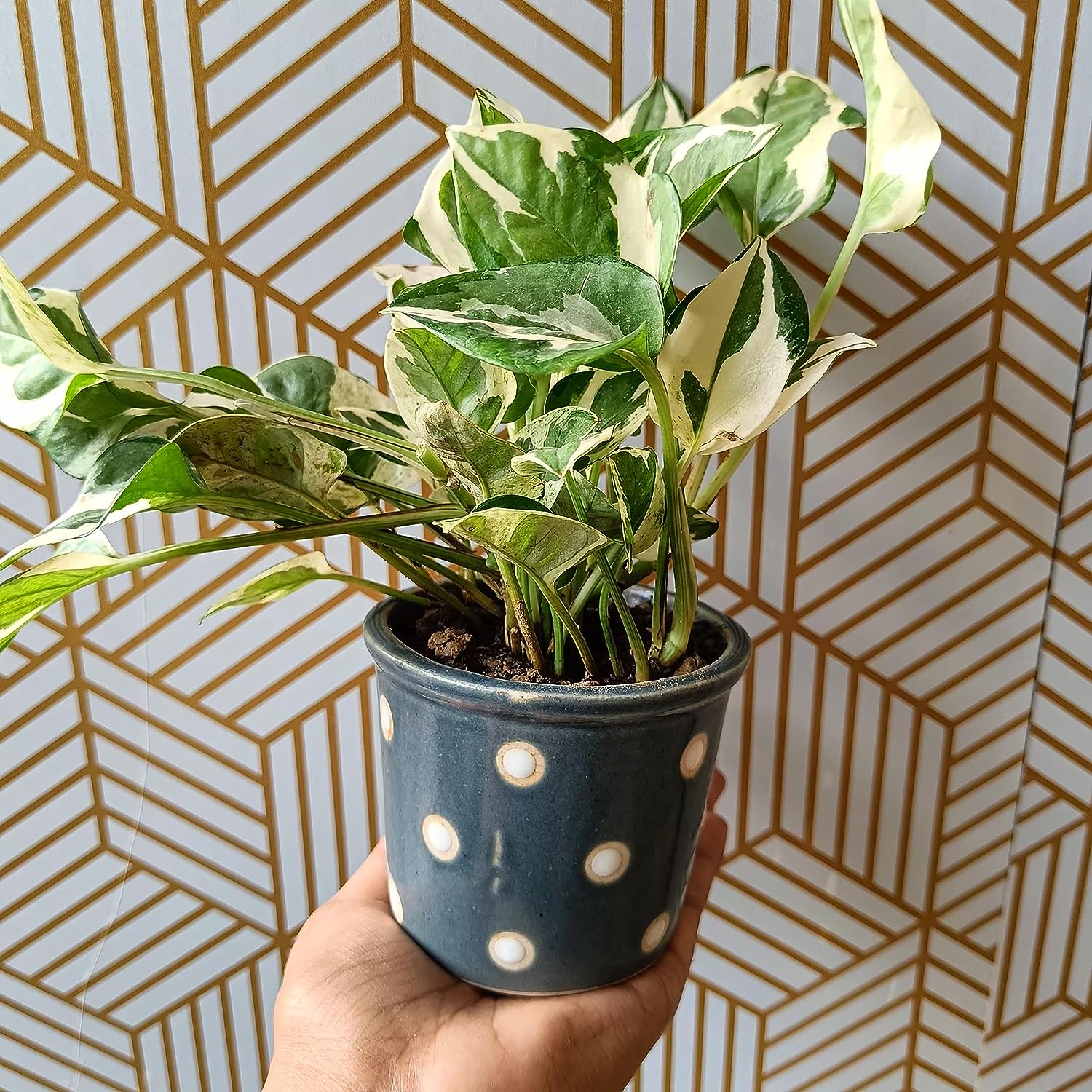 Small polka ceramic pot set of 4