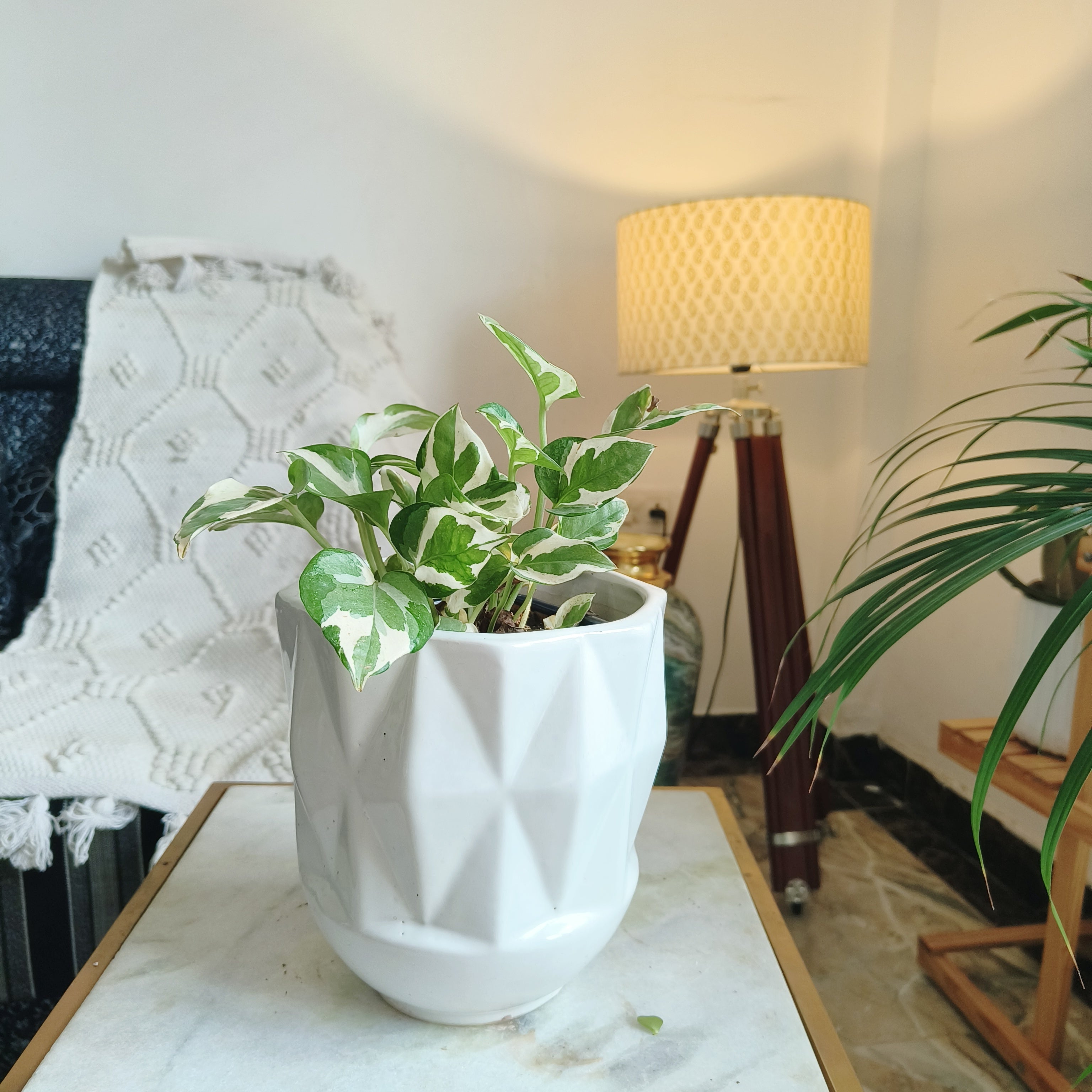 White Self Pattern Look Ceramic Pots Large 7inches by 8 inches Shape :Cylindrical