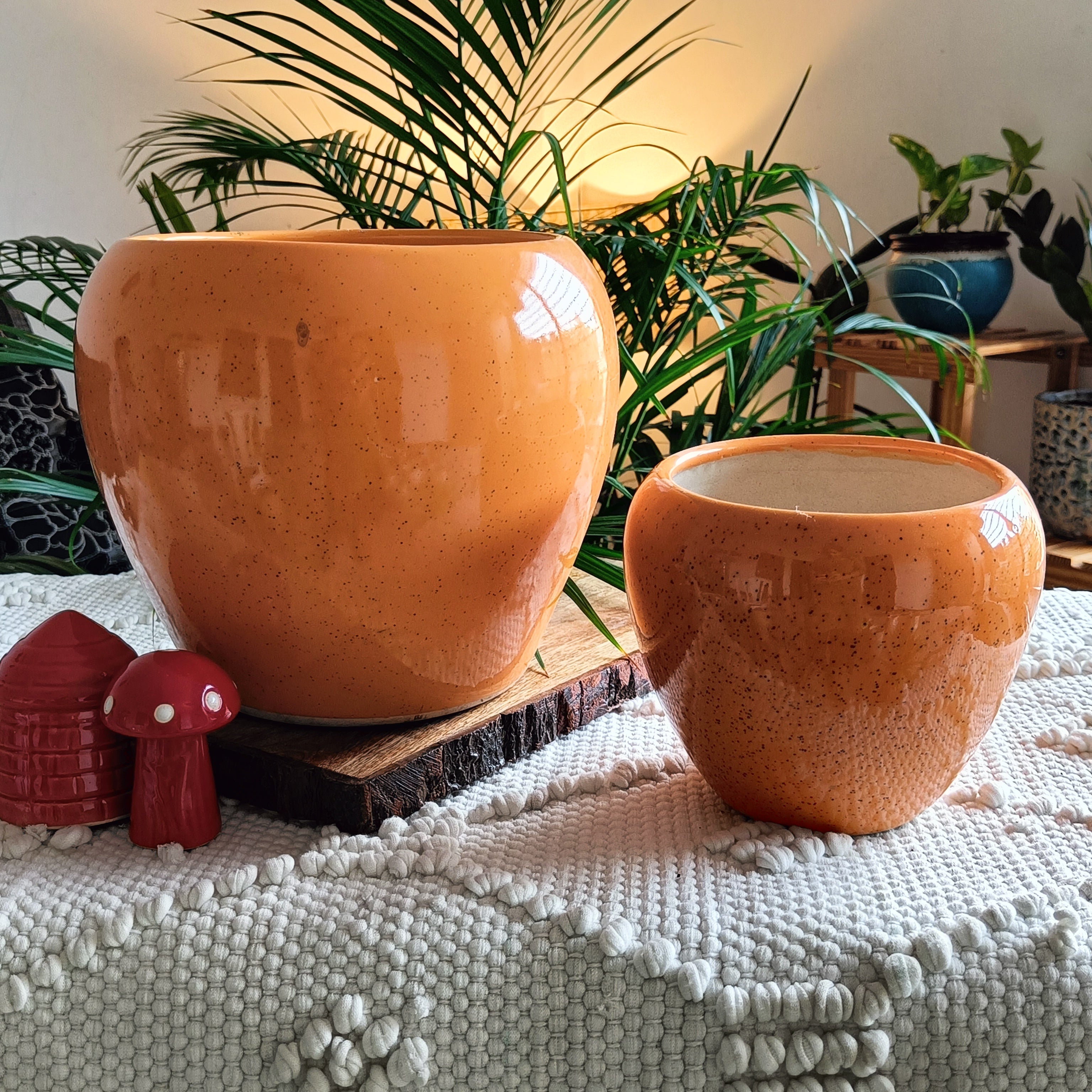 Mustard Apple Combo Pot