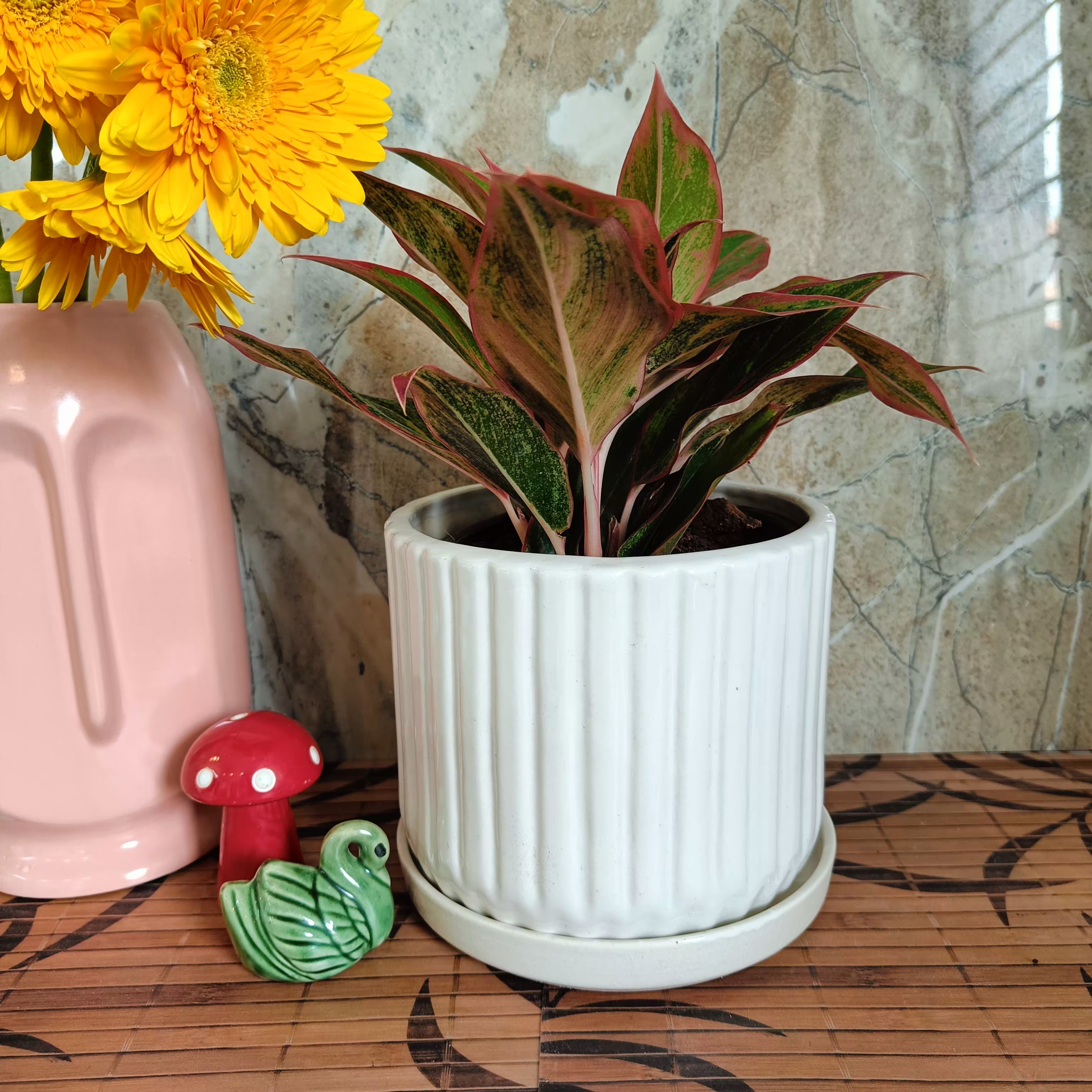 White Stripped Pot 6 inch with Tray