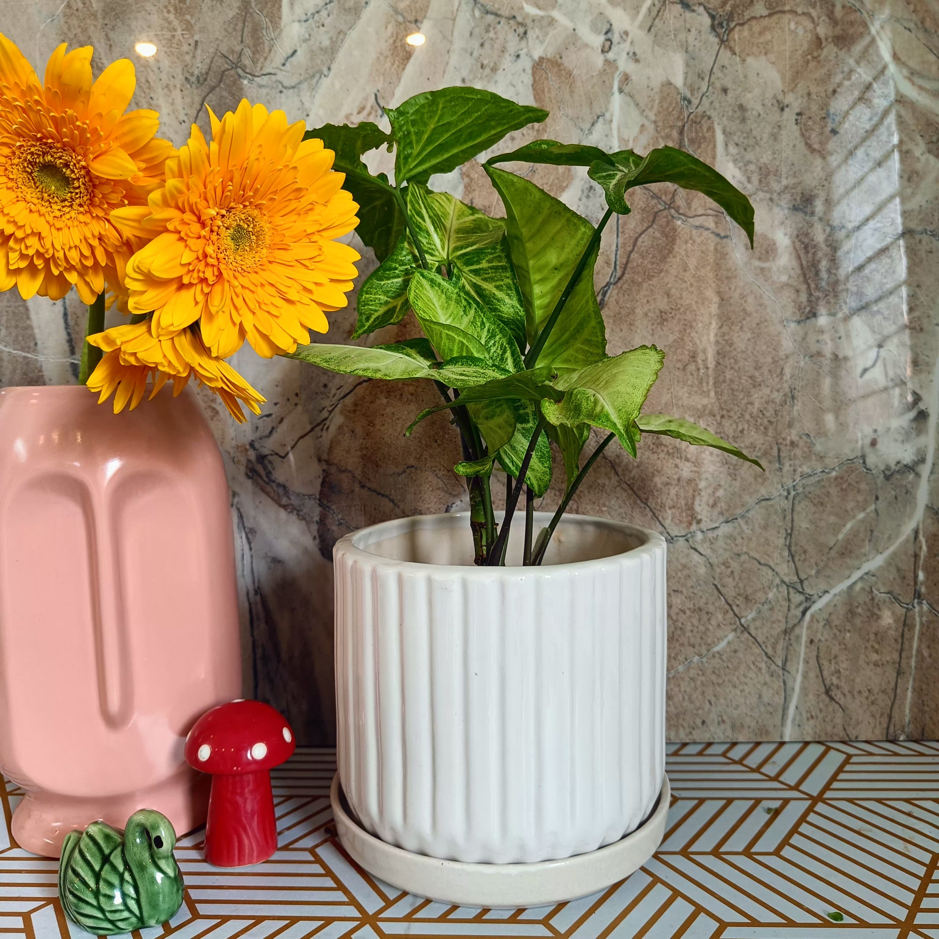 White Stripped Pot 6 inch with Tray