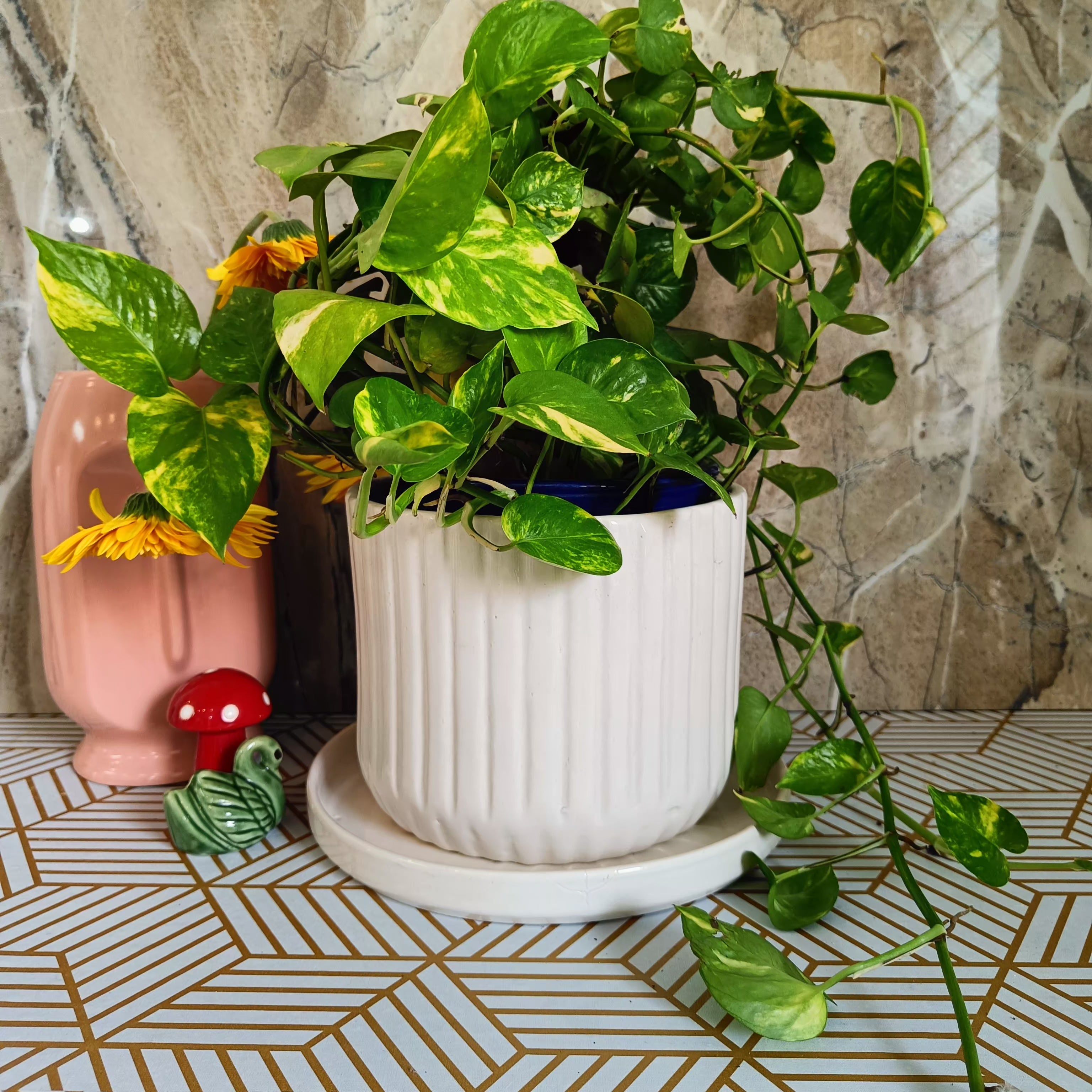 White Stripped pot 8 with Tray