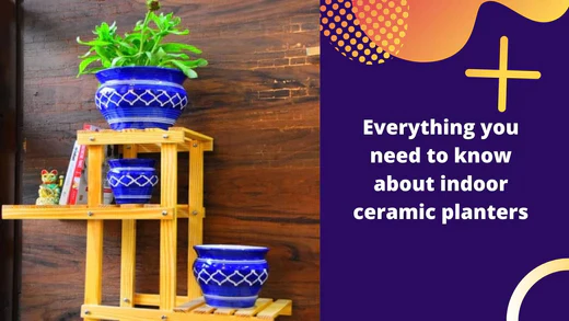 Everything you need to know about indoor ceramic planters