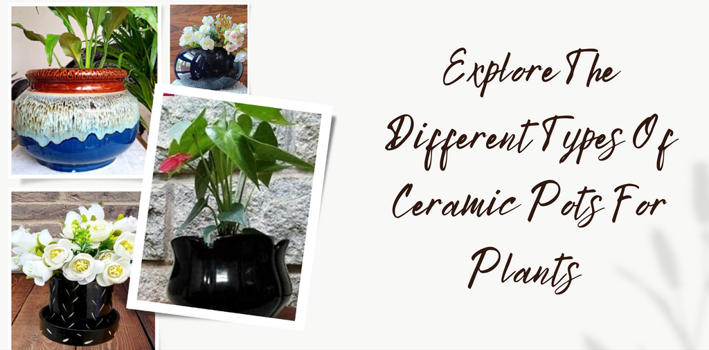 Explore The Different Types Of Ceramic Pots For Plants