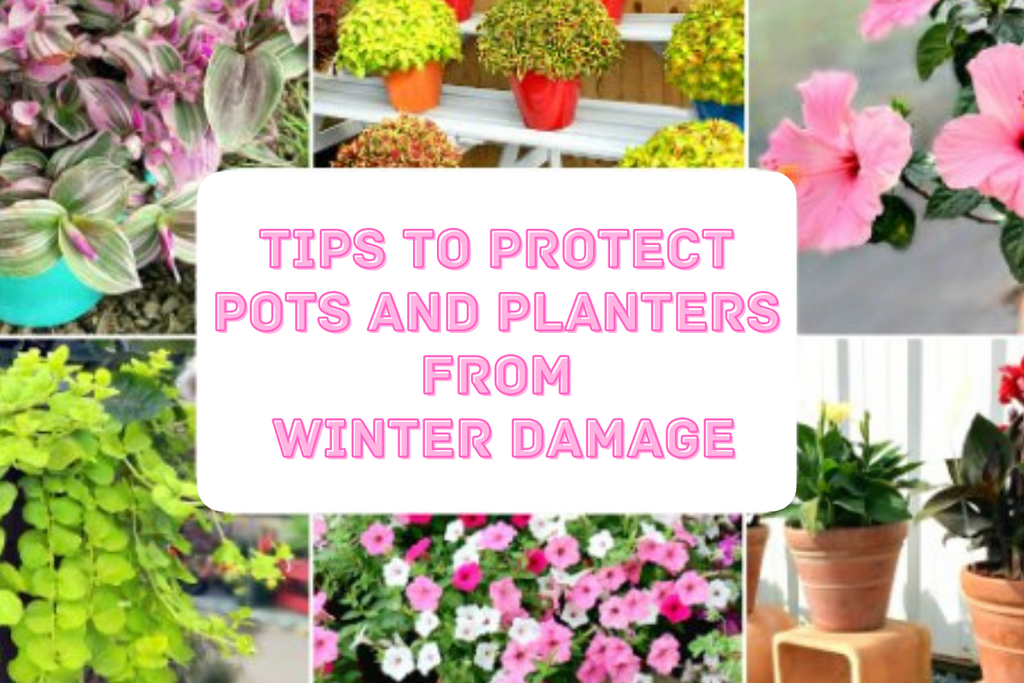 Useful Tips to Protect Pots and Planters From Winter Damage