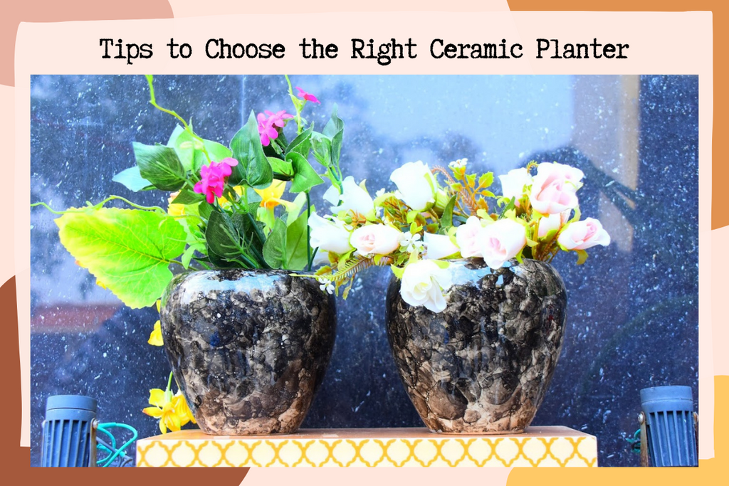 How to Choose the Right Ceramic Planter for your Plant