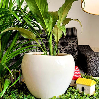 White Apple Shape Planter Pot Seiz-7 inch