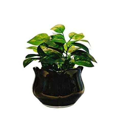 Lotus Shape Ceramic Planters Pot colour -Black